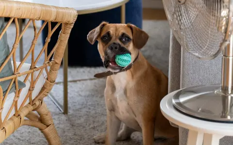 En brun hund sitter med en grön leksaksboll i munnen, redo att aktivera hund inomhus.