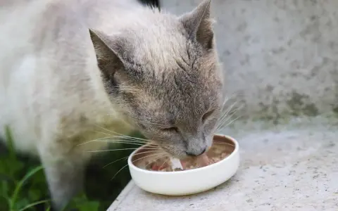 En katt äter ur en skål. Om du undrar över fortiflora katt biverkningar, är det bra att rådgöra med en veterinär.