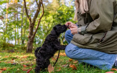 En liten, lurvig majs hund hoppar upp för att ta en godbit från sin ägare i en höstpark.