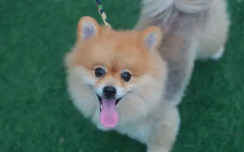 En glad pomeranian på grön matta, perfekt för den som trotsar sin pomeranian allergi för att njuta av en söt hund.