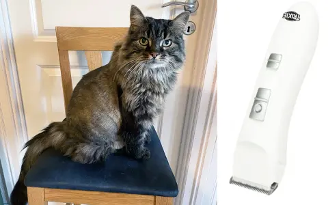 Långhårig katt sitter på en stol bredvid en klippmaskin för djur.