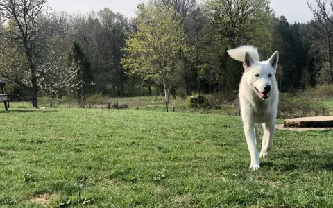 Vit hund springer glatt mot kameran i en grönskande park. En perfekt inkallning hund!