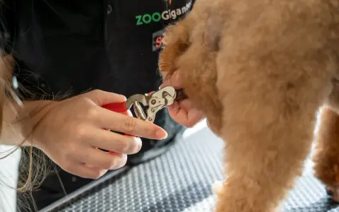 En person klipper försiktigt en hunds pulpa klo med en röd nagelsax.