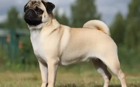 En stolt mops står i gräset. Många mopsägare oroar sig för mops sjukdomar, men denna hund ser frisk ut.