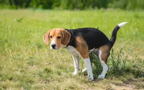 En beagle, en banta hund, nosar i gräset.
