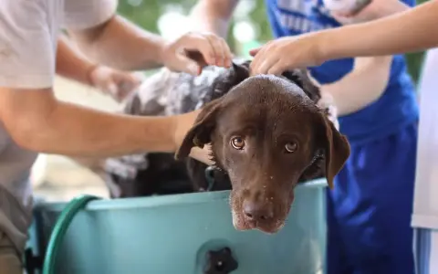 Brun labrador i balja, får tvätt. Frågan om hur ofta ska man duscha en hund är relevant när pälsen är smutsig.