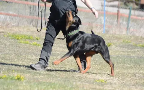 En rottweiler tränas i lydnadsklass 1. Hunden följer sin förare uppmärksamt på en gräsplan.