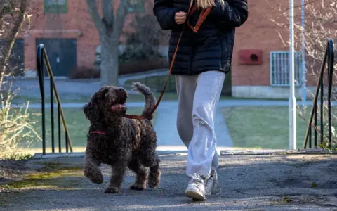 En glad hund som drar i kopplet, ivrig att komma vidare på promenaden.