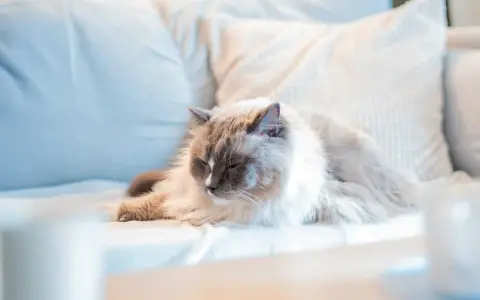 En fluffig katt vilar på en soffa. Snart är det dags för att kastrera katt för att undvika oönskade kattungar.