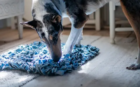 Hund nosar i en blå matta, kanske letar efter sitt bantningsfoder hund.