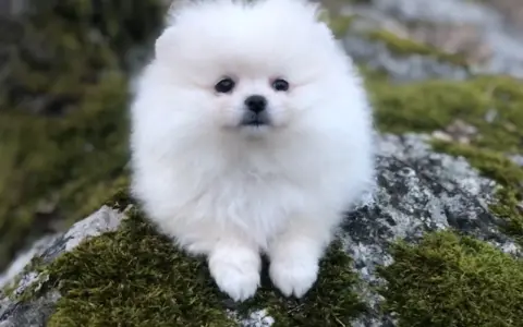 En vit fluffig hund liten sitter på en mossig sten.