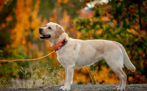 En ljus labrador med orange halsband och koppel står på en sten. Bakgrunden är en höstskog med orange och gröna löv. Hundens vikt verkar vara perfekt för en aktiv livsstil.