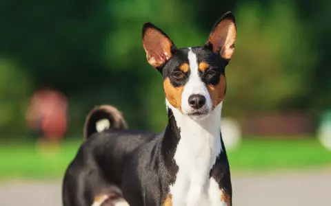 En basenji, känd som en av de tysta hundraserna, står utomhus med sina karakteristiska upprättstående öron och en krullad svans.