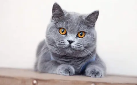 En söt brittisk katt med stora, orange ögon ligger och vilar.