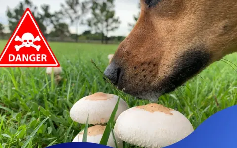 En hund nosar på champinjoner i gräset. En varningsskylt med dödskalle indikerar fara.
