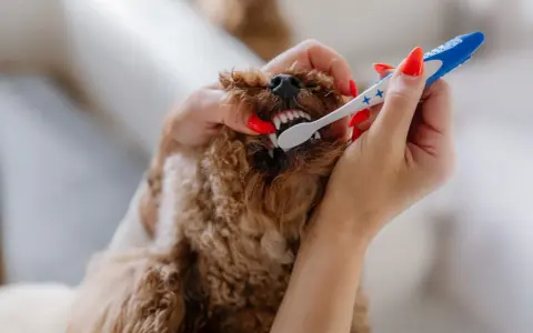 En person borstar tänderna på en brun pudel. Frågan "vad kostar det att ta bort tandsten" kan vara relevant för hundägare.