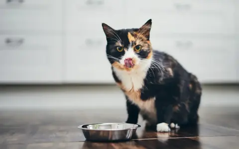 A calico cat with its tongue out sits by an empty food bowl on a wooden floor.