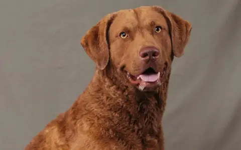 Brun hund med öppen mun och glada ögon. En frisk hund är en lycklig hund, men hur lång tid tar det att banta en hund?