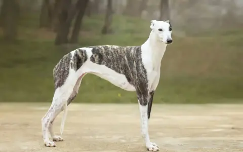 En ståtlig greyhound hund med brindle-mönster står i en park.