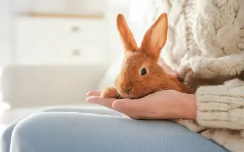 En söt, orange kanin vilar i en hand, en av många fascinerande kanin raser.