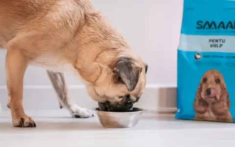 En hund äter ur en skål bredvid en påse hundfoder. Denna hundgyllene valp är kastrerad och njuter av sin måltid.