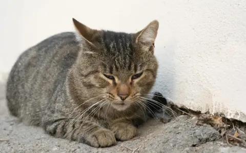 En trött randig katt vilar mot en vit vägg. Katten kan ha symtom på pankreatit.