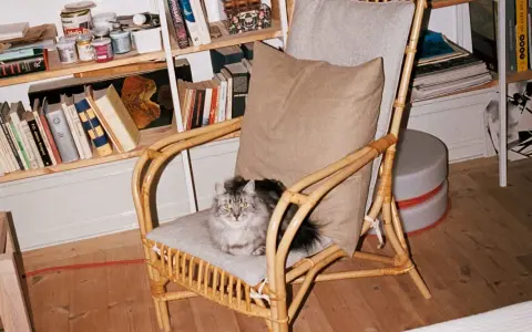 En fluffig, gråvit **inomhus katt** sitter på en korgstol framför en bokhylla fylld med böcker och burkar.