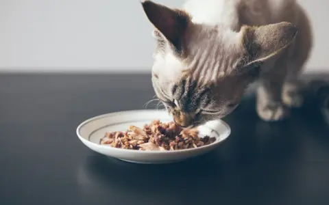 En katt äter från en tallrik med spannmålsfritt kattfoder.
