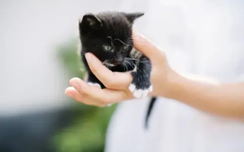 En liten svart kattunge med vita tassar hålls i en hand. Perfekt för din checklista kattunge.