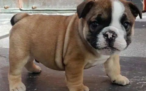 En söt engelsk bulldog-valp med rynkor och en vit fläck i ansiktet står på ett mörkt golv.