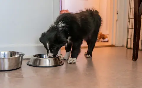 Söt valp äter ur skål, redo för valpfoder till vuxen hund.