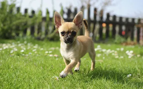 En söt chihuahua-valp springer på en gräsmatta med små vita blommor. En del av en hundraser lista bilder.