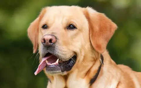 En glad labrador, en av de mest populära stora hundraserna, med tungan ute och blicken fäst på något spännande.