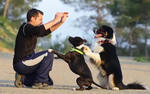 Man ger en high five hund. Två hundar hoppar upp mot mannen som sitter på huk.