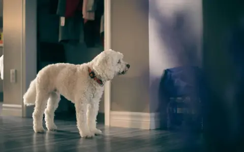 En vit, lockig hund med orange halsband står ensam i en hall och verkar vilja yla.