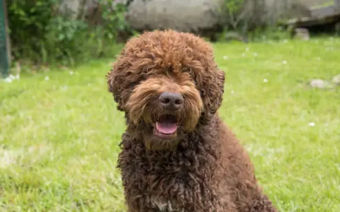 En glad, lockig brun hund, en perfekt allergifri hund, sitter i gräset och flämtar.