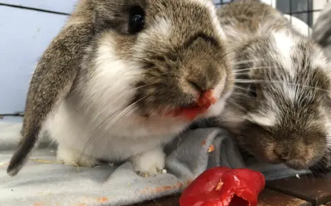 Två kaniner med röd paprika på nosen. De verkar ha njutit av sitt snack.