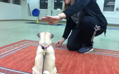 En kvinna tränar sin mops på en viltspårskurs. Hunden sitter på en matta och tittar upp mot kvinnan som ger den en godbit.