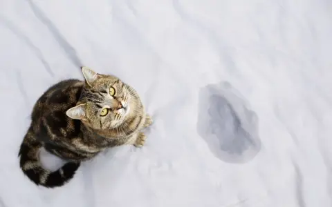En randig katt sitter bredvid en pöl på ett vitt lakan. Hur mycket kissar en katt?