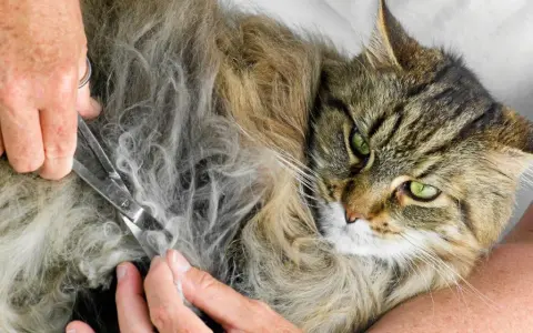 En person klipper tovor ur en långhårig katts päls. Katten har gröna ögon och tittar mot kameran.