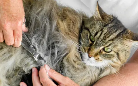 En person klipper försiktigt tovor ur en långhårig katts päls. Katten har gröna ögon och ser lite skeptisk ut.