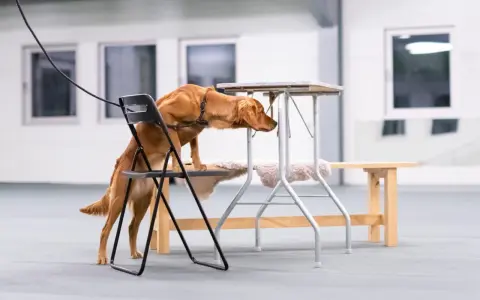 En brun hund klättrar på en stol för att nå en låg bordsskiva, fokuserad på sitt nose work-uppdrag.