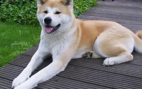 En ståtlig akita inu vilar på en träaltan, med grönskande buskar i bakgrunden.