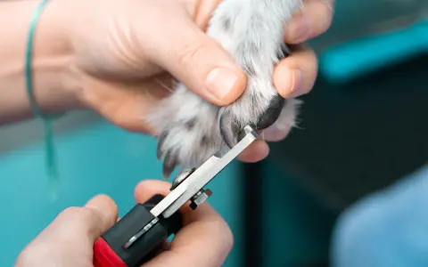 En person klipper en hunds långa klor med en klosax.