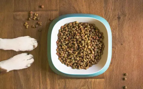 En hundskål fylld med torrfoder. Bredvid skålen syns två hundtassar. En fråga som många hundägare ställer sig är: hur mycket mat ska en hund ha?