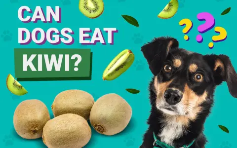 En nyfiken kiwi hund tittar på frukten. Kan hundar äta kiwi? Frågetecken svävar över hans huvud.