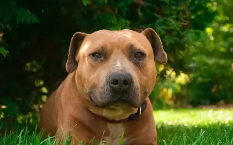 En brun amstaff kamphund vilar i gräset under ett träd.