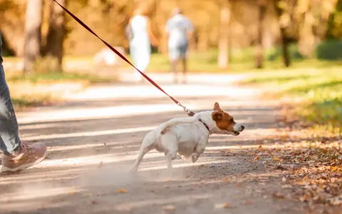 En hund springer på en grusväg i en park, med en person vid sidan. Hunden verkar ivrig att dressera sig själv för ett äventyr.