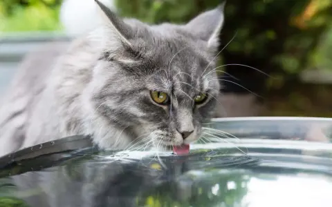 Grå katt med gula ögon dricker ur en skål. Det är inte tvångsvattna katt, utan en katt som njuter av sitt vatten.