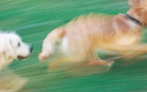 Två hundar springer i gräset, en ljus och en gyllene. Deras rörelse skapar en känsla av fart och lekfull berikning för hunden.
